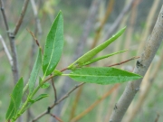MacKenzie's willow (Salix rigida)
